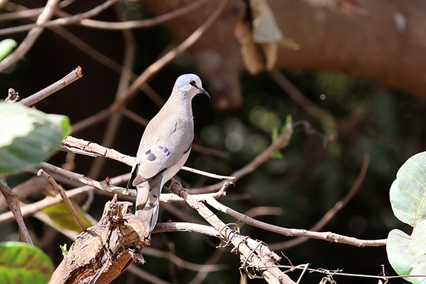 Black-billed Wood Dove,